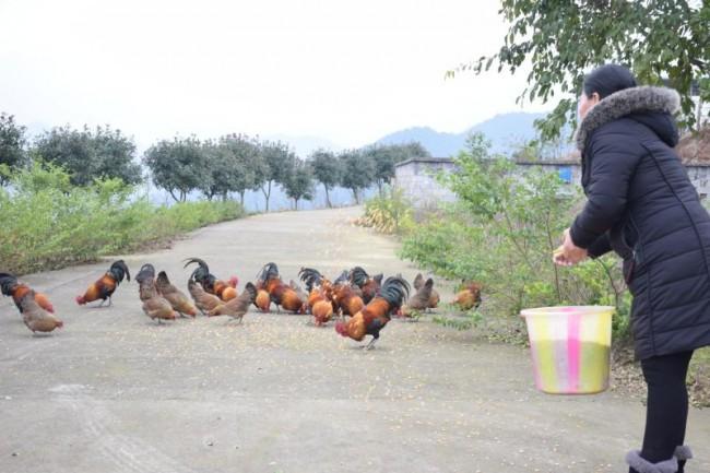 武隆区委新书记武隆区委新书记，领导才能与前瞻视野的完美结合