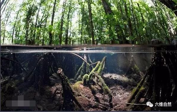 男子称在赛里木湖发现外来入侵物种赛里木湖是新疆重要的湖泊之一，对于生态环境保护具有重要意义。如果发现外来入侵物种，可能会对当地的生态系统造成严重影响。